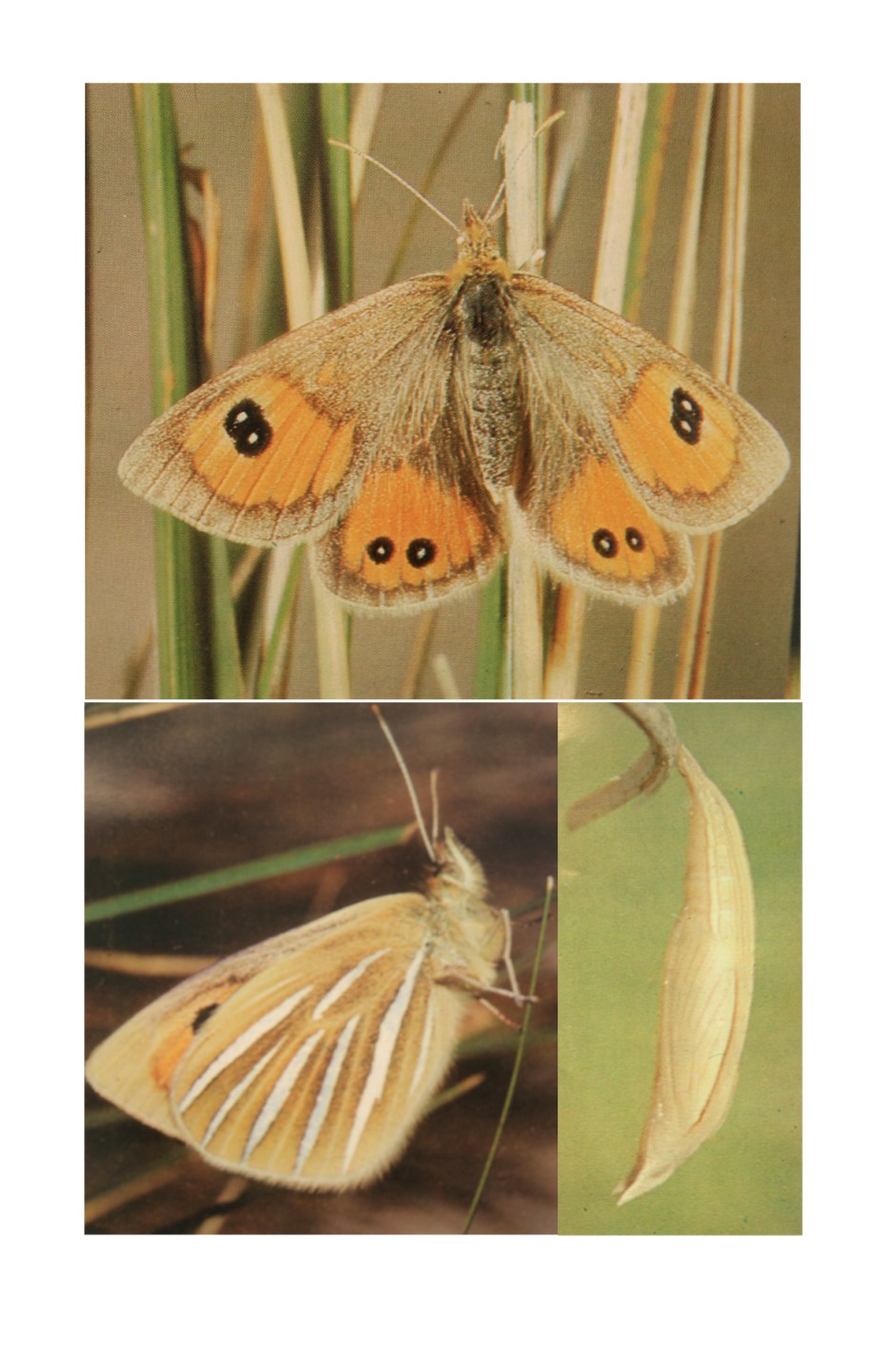 0b.Tussock Butterfly