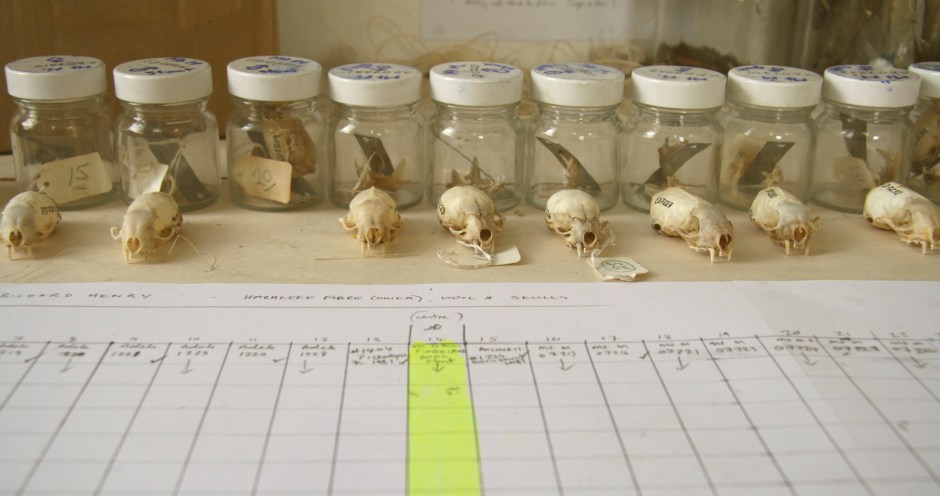 34 Skull specimens