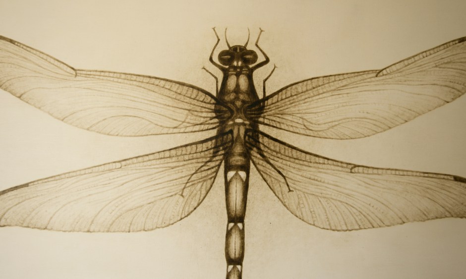 Dragonfly detail