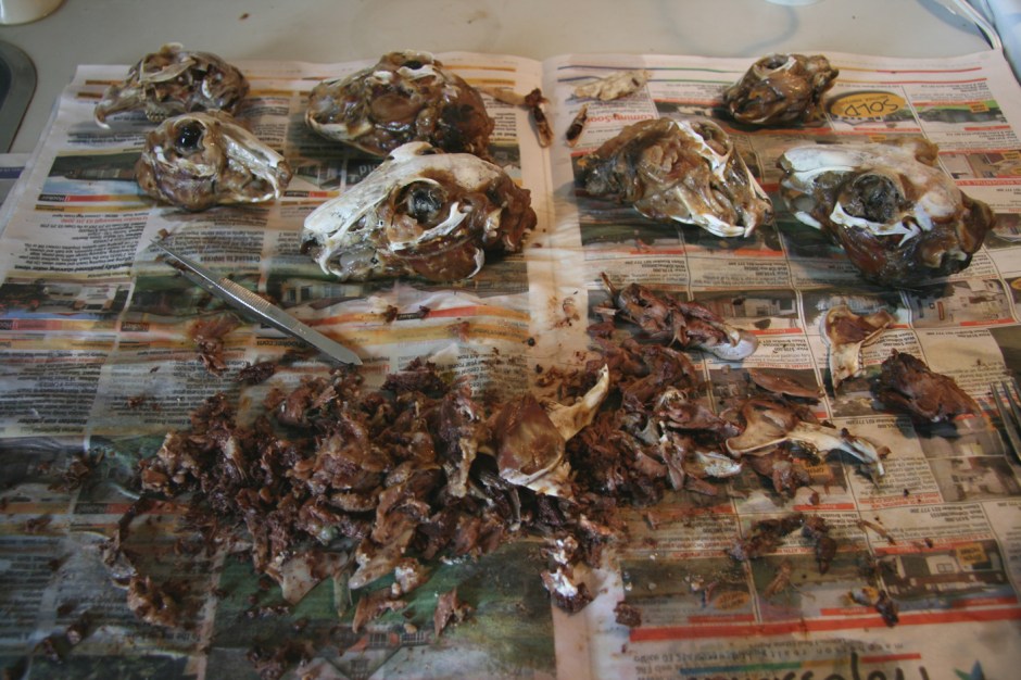 Rabbit skulls