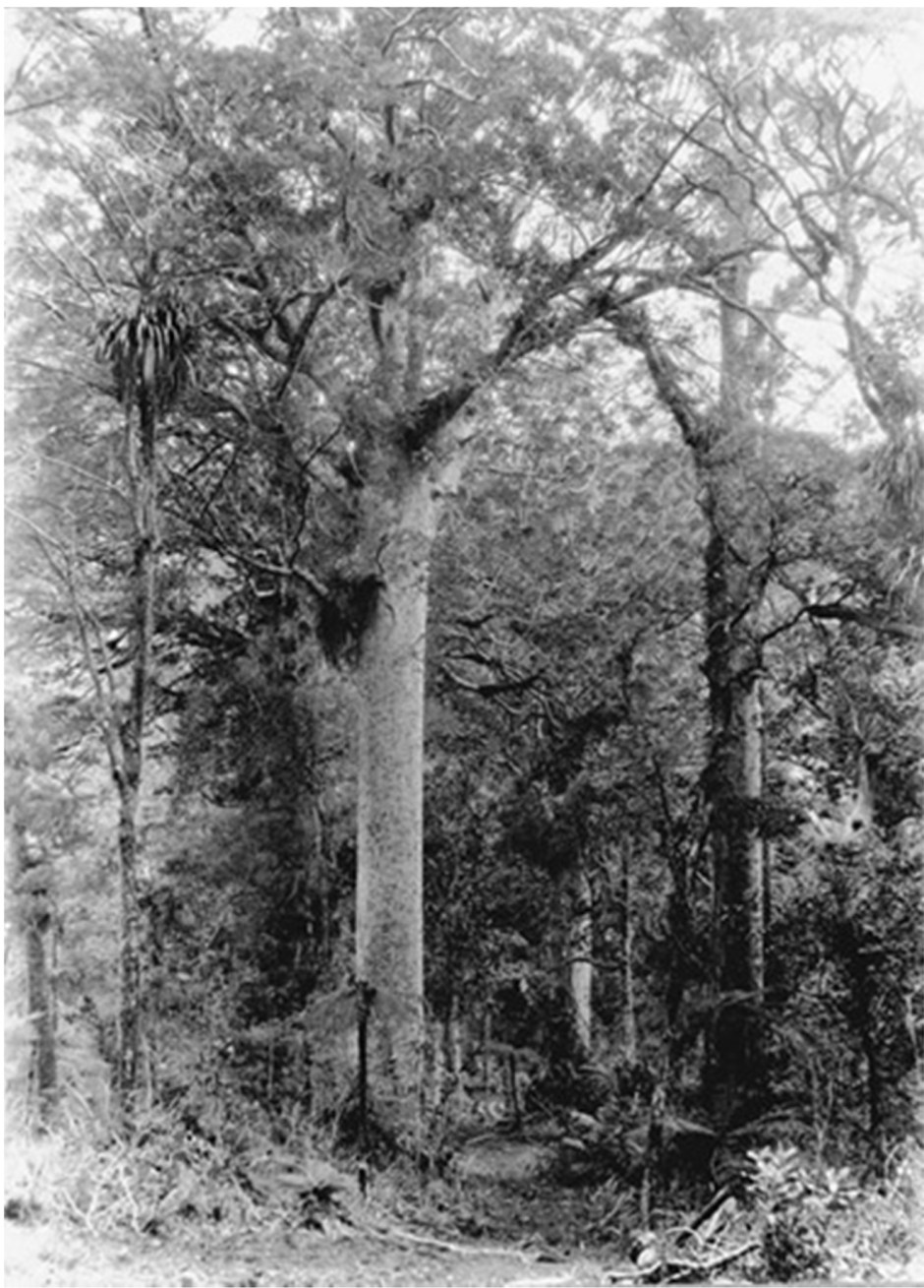 Microsoft PowerPoint - Ranui Library presentation 2012.02.23 [Co